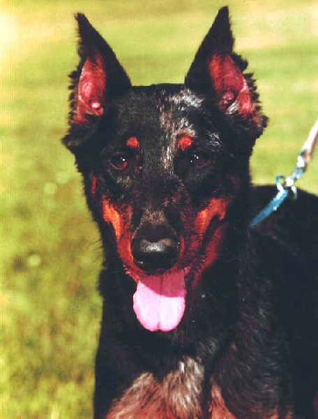 Pepite bleue de la noisetterie