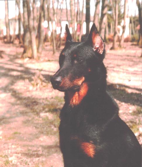 Noblesse de la noisetterie