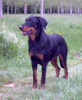 Bohemian rapsody de la noisetterie