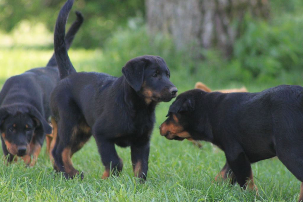 Chiots disponibles