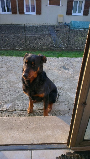 de la noisetterie - Beauceron adulte en attente de famille
