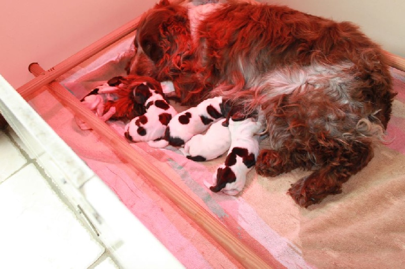 Chiots Changhaï