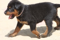 CHIOT