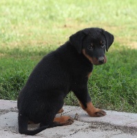 CHIOT
