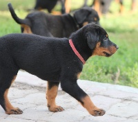 CHIOT