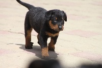 CHIOT