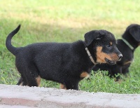 CHIOT
