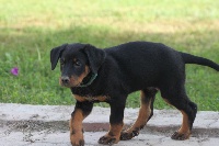 CHIOT