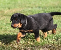 CHIOT