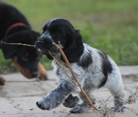 CHIOT