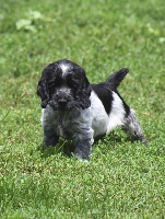 CHIOT