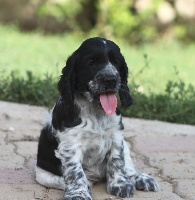 CHIOT