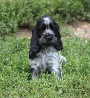 CHIOT