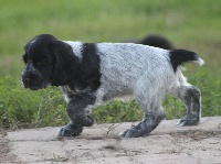 CHIOT
